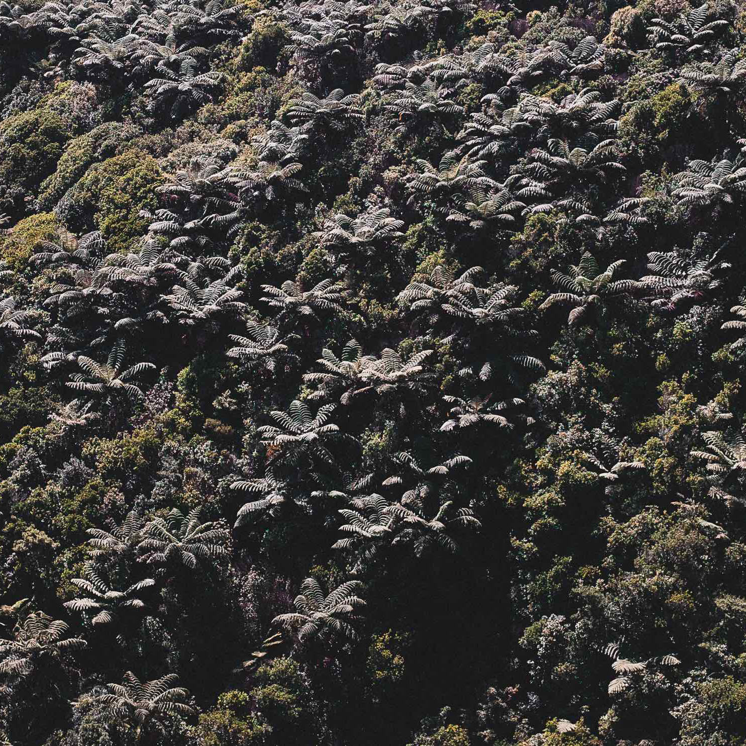 Native New Zealand bush